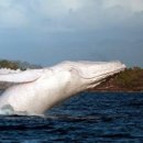 하얀고래 이미지