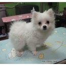 백설 애견샵 이미지