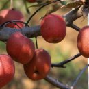 올바른 농원 이미지