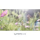 꽃의나라 이미지