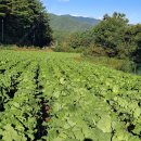 2025년 전라도 해남 김장김치 예약받아요 이미지