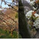 최상배농장 이미지