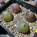 11545-03-26-08 | 2026년 3월 식물일지(코노피튬, 리톱스, 아프리카식물)