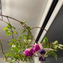 미림농장 | 후쿠시아 구매 후기 🌸 블루엔젤, 홀리스뷰티, 워터님프, 라캄파넬라, 헤리그레이, 스윙타임, 클라우디아...