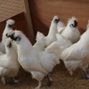 백봉닭농장 이미지