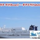 카멜리아 이미지