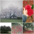 동백꽃 추억 소환 이미지