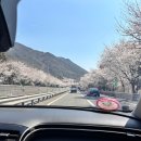 진해루 | 2025년 진해 군항제 후기(경화역, 여좌천, 진해루, 해군사관학교, 제황산)