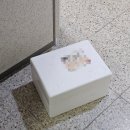 비피오 트루 비피더스균 유산균 이너뷰티 장건강 영양제 변비 가스 복부팽만감 솔직후기