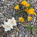 펫대디(Pet Daddy) 이미지