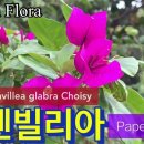 부겐빌리아 Paperflower 이미지