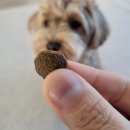 (주)리드덴탈 | 강아지 면역력강화 피부 치아건강에 도움되는 옵티밀뷰티 저알러지사료