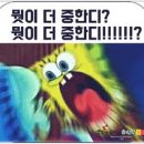 송이캣 이미지