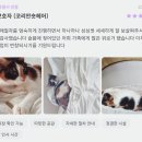 은평-050 | 서울 고양이 장례식장, 합법은 서울 밖에만 있습니다.