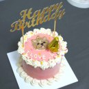 올바르개 이미지