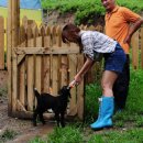 초원흑염소 이미지