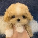 퍼피몽 강아지분양 고양이분양 군산본점 | 군산강아지분양💖예쁜 말티푸 찾는 분들이 결국 하이퍼피로 오는 이유💖