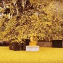 장덕리은행나무 이미지