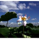 연꽃이야기 이미지