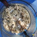 여수쭈꾸미 이미지