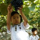 싱싱포도원 - 수원시 권선구 수인로341번길 31-12 | 싱싱포도원