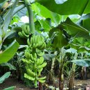 부원농장 | 당도 높고 향이 진한 델몬트 베트남 바나나 솔직후기