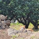 제주머무리 이미지