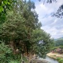 사인암좋은날민박 | 국내여행 충북 당일치기 단양 사인암 자연힐링명소 가볼만한곳 추천 8월 남조천 계곡 여름 물놀이