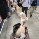 마이펫까까 | [마이펫페어 일산]킨텍스 마이펫페어 금요일 관람후기