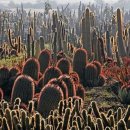 남미농장 이미지