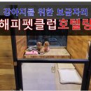 해피펫클럽 | [수원애견호텔] 해피펫클럽 2박3일 호텔링