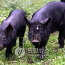 제주흑돼지 이미지