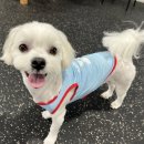 메리그루밍 이미지