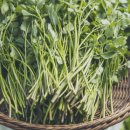 미래농장 | 6시내고향 청도 미나리 택배 주문 방법 및 미래농장 위치 가격 상세 안내