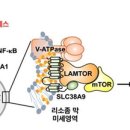 [서울대 소식] 연구 ＞ 연구성과 | 생명과학부 강찬희 교수팀 / 콜레스테롤의 오랜 노화 유발 수수께끼, 드디어 풀렸다! 새로운 이미지