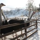 강릉목장 이미지