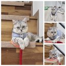 무릎 위의 고양이 무냥 이미지