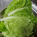 농라 지리산 농부가팜 유럽상추 1kg 후기