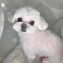 어서오시개 이미지