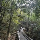 용서폭포 | 동북부 메갈라야 체라푼지 - Mawsmai 동굴, Arwah 동굴(화석), Lyngksiar 폭포, 모리농 마을 여행 - 3day