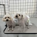 동글하개 네이버블로그