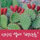 백년초