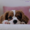 더포인트호텔 이미지