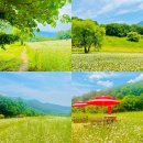 울산 울주군 아이와 가볼만한곳 영남알프스 숲페스타 메밀밭 메밀꽃