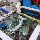 주문진횟집 | 강릉 여행 주문진 횟집에서 모듬회 포장 후기 (주문진회포장 솔직리뷰)