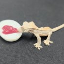 녹십자수의약품(주) 이미지