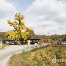 단곡1리 Daum카페