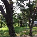 솔숲유원지 이미지