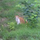 게임폭스 이미지