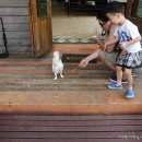 가족노래밤 | 울트라맨과 함께 아침을 ~ 부라룸빠이에서 아침을